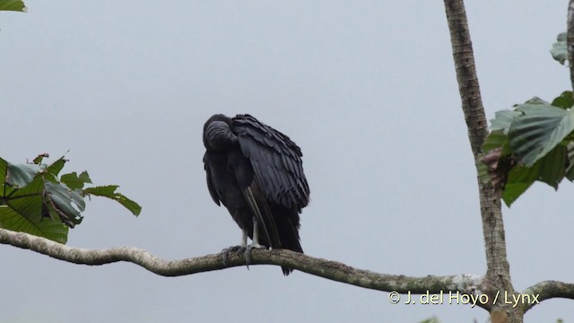 Black Vulture - ML201514091