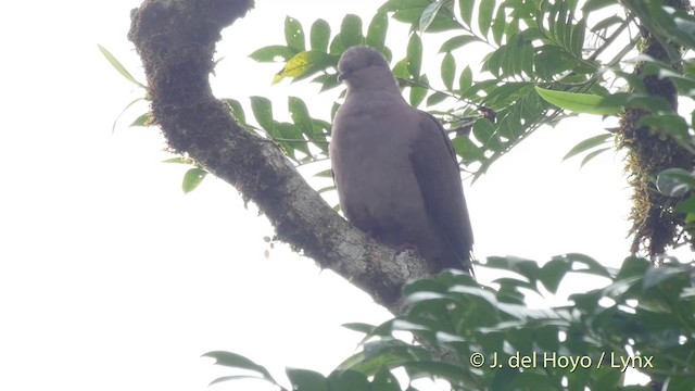 Plumbeous Pigeon - ML201514171
