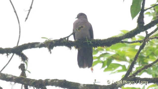 Ruddy Pigeon (Berlepsch's) - ML201514201