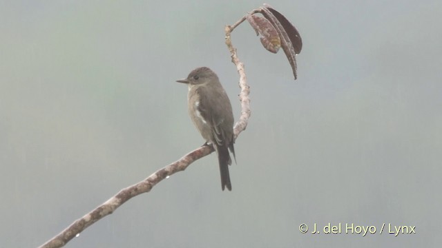 Olive-sided Flycatcher - ML201514241