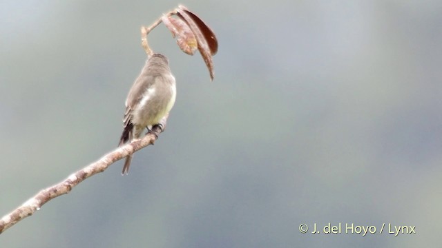 Olive-sided Flycatcher - ML201514251