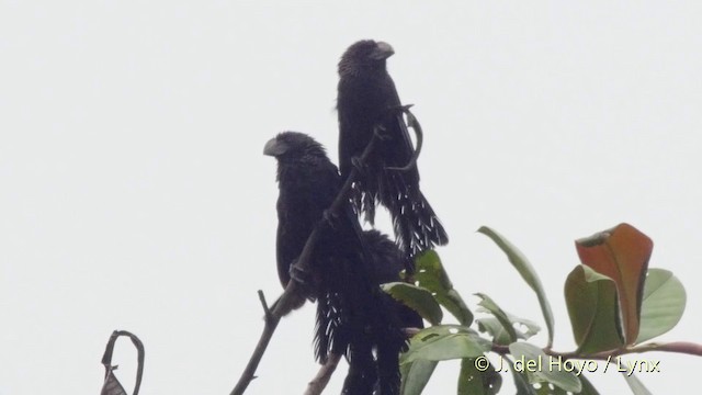 Smooth-billed Ani - ML201514271