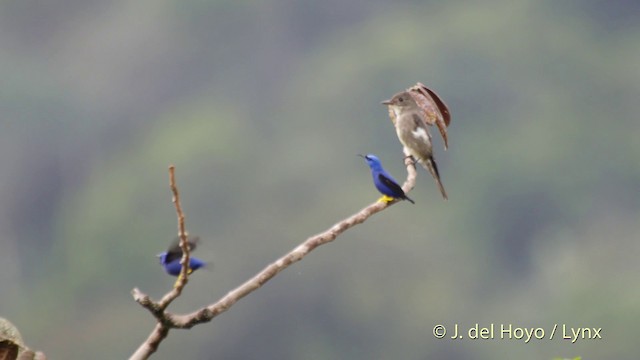 Purple Honeycreeper - ML201514281