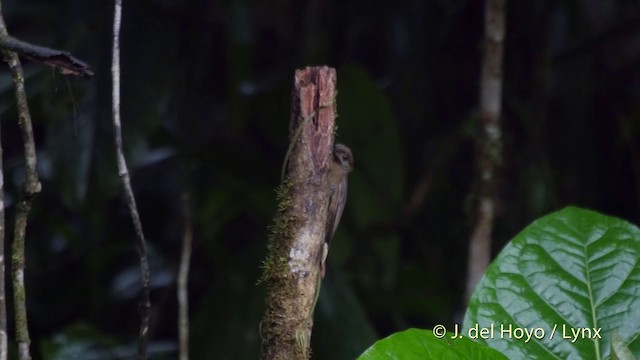 Plain-brown Woodcreeper (Plain-brown) - ML201514291