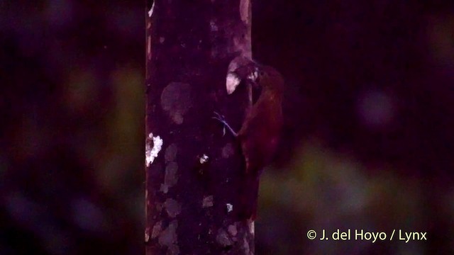 Northern Barred-Woodcreeper (Western) - ML201514301