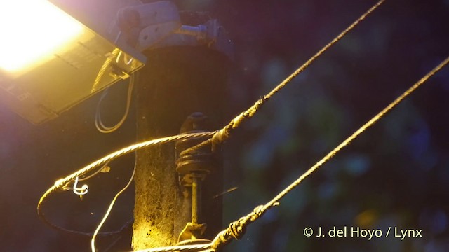 Northern Barred-Woodcreeper (Western) - ML201514311