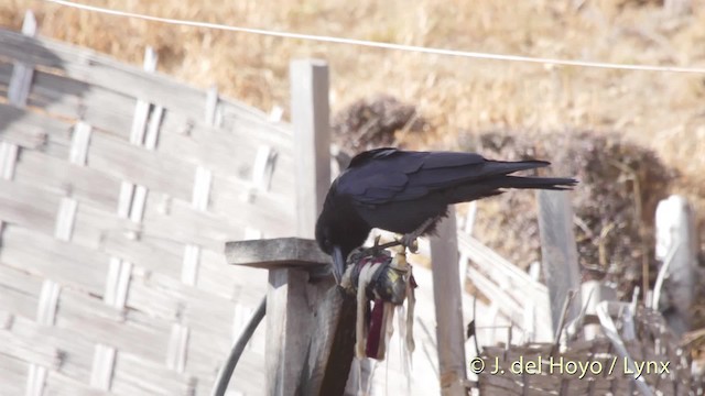 Corbeau à gros bec (groupe macrorhynchos) - ML201514401