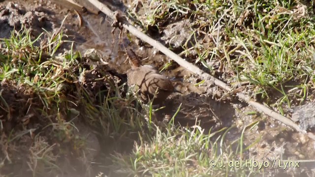 gjerdesmett (troglodytes gr.) - ML201514431