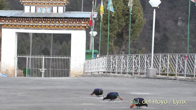 Himalayan Monal - ML201514461