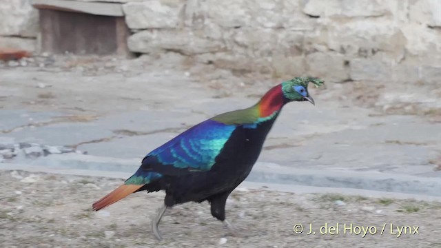 Himalayan Monal - ML201514491