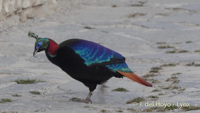 Himalayan Monal - ML201514501