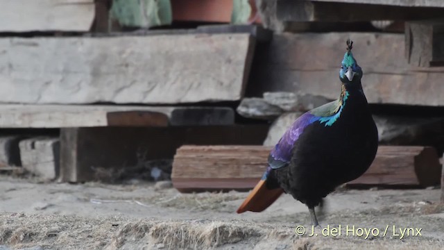 Himalayan Monal - ML201514511