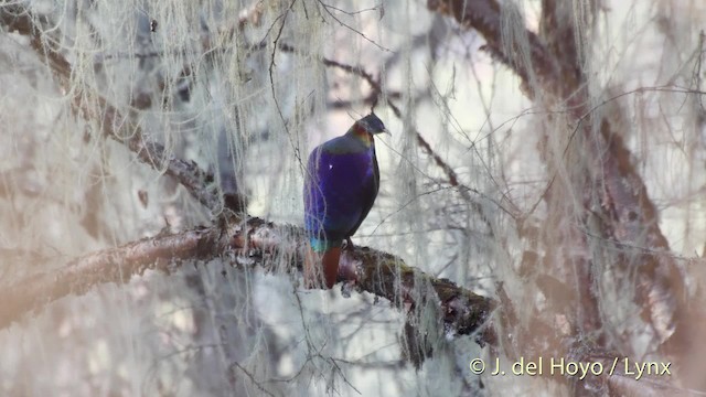 Himalayan Monal - ML201514701