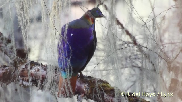 Himalayan Monal - ML201514711