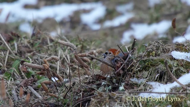 Bouvreuil à tête rouge - ML201514741