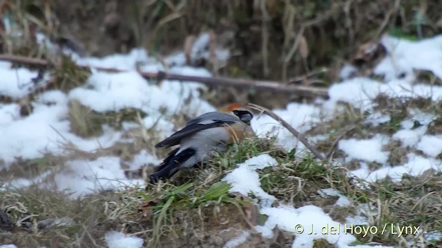 Bouvreuil à tête rouge - ML201514751