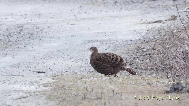 Himalayan Monal - ML201514771