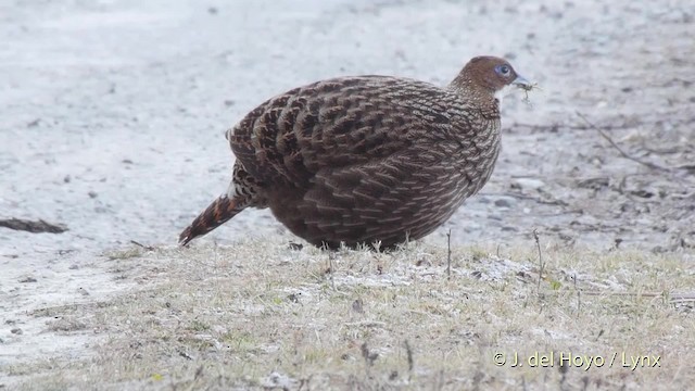 Himalayan Monal - ML201514781