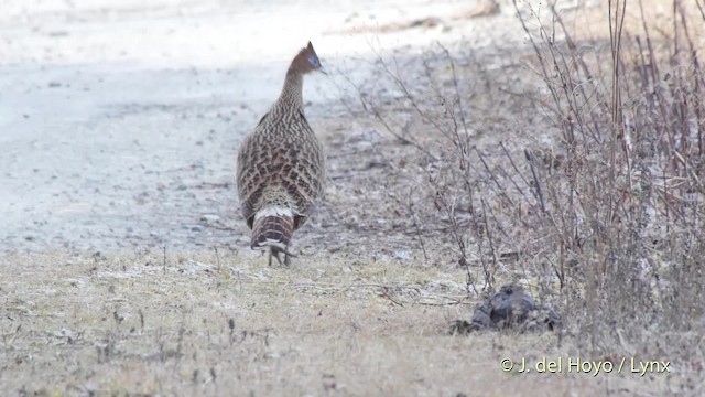 Himalayan Monal - ML201514791