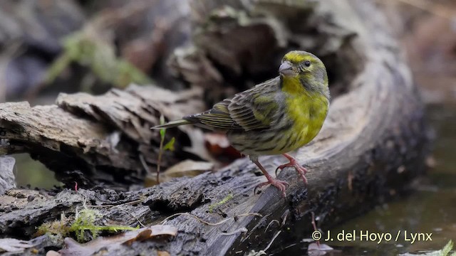 European Serin - ML201514811