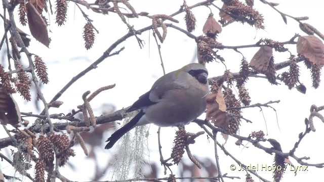 Red-headed Bullfinch - ML201514841