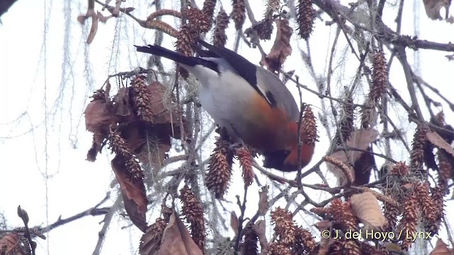 Red-headed Bullfinch - ML201514851