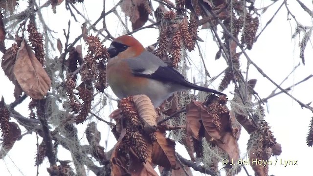 Bouvreuil à tête rouge - ML201514861