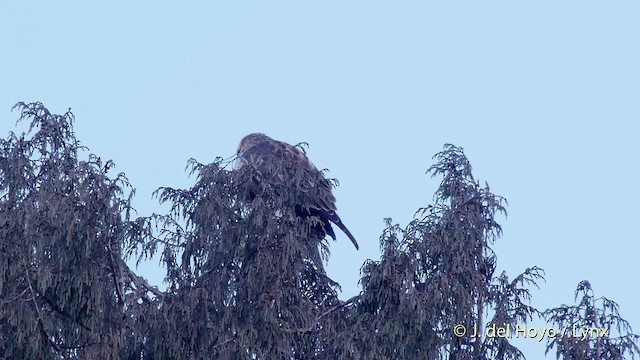 ヒマラヤノスリ - ML201514891