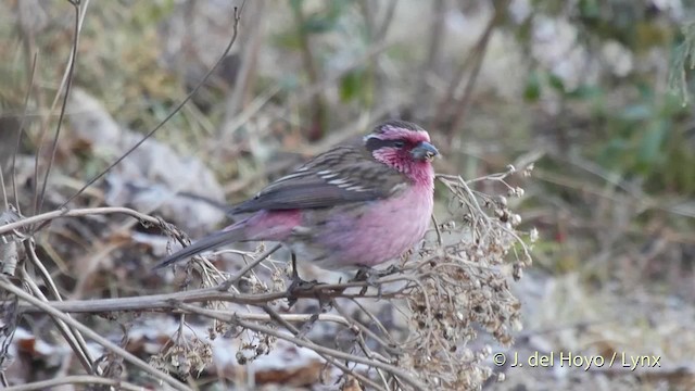 Himalayan White-browed Rosefinch - ML201514901