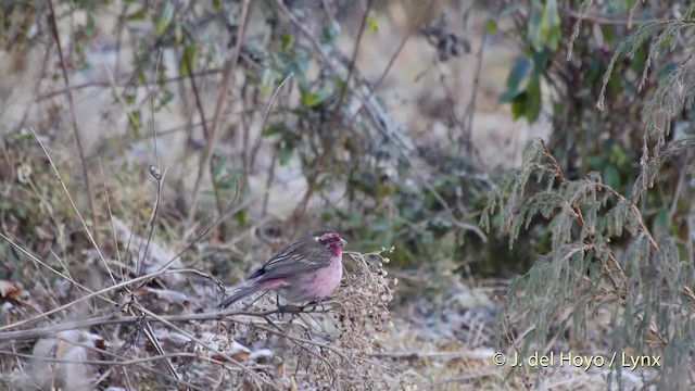 Himalayan White-browed Rosefinch - ML201514911