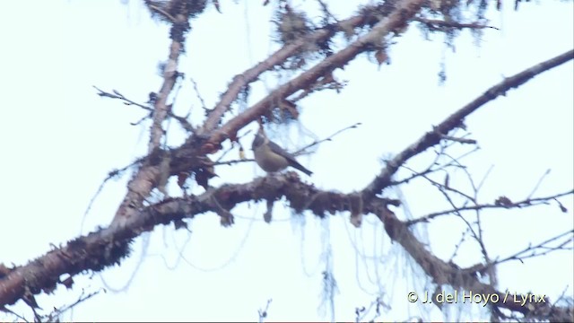 Gray-crested Tit - ML201514921