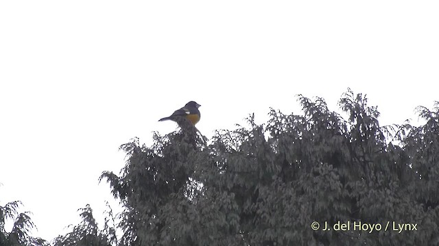 Gros-bec à ailes blanches - ML201514941