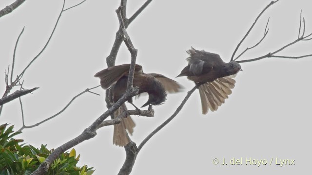 Bulbul à oreillons bruns - ML201514961