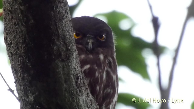 褐鷹鴞 - ML201514981