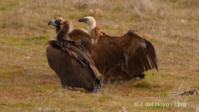 Buitre Leonado - ML201515001