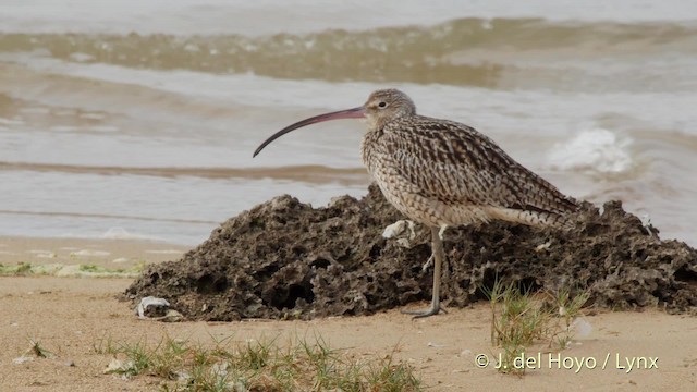 Far Eastern Curlew - ML201515091