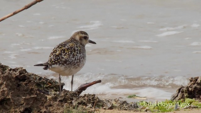 Pacific Golden-Plover - ML201515131