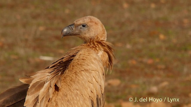 Buitre Leonado - ML201515171