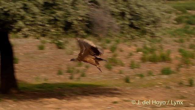 נשר מקראי - ML201515271