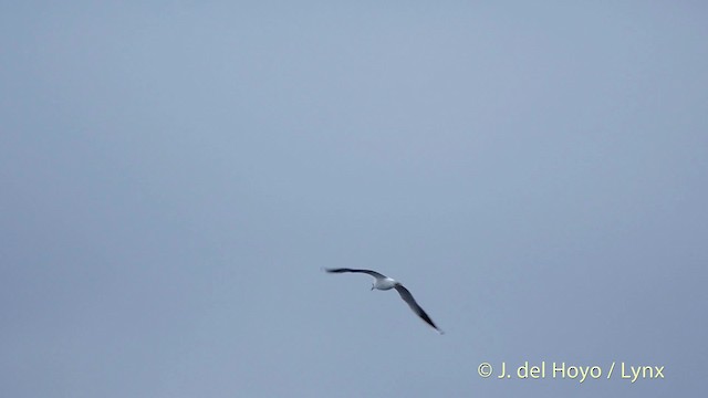 Black-headed Gull - ML201515441