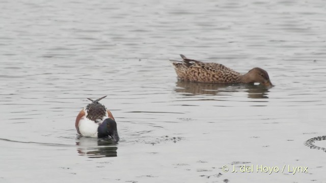 Northern Shoveler - ML201515501