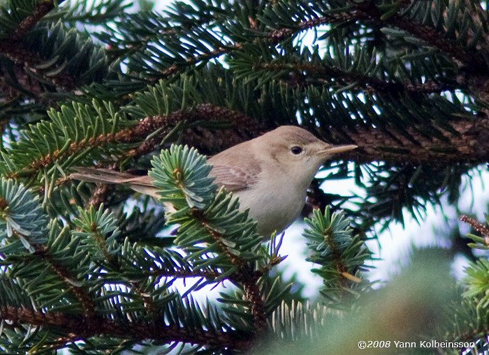 Eastern Olivaceous Warbler - Yann Kolbeinsson