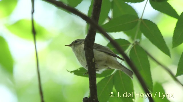 Mosquitero Común (grupo collybita) - ML201515541