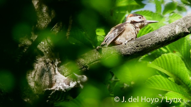 Syrian Woodpecker - ML201515571