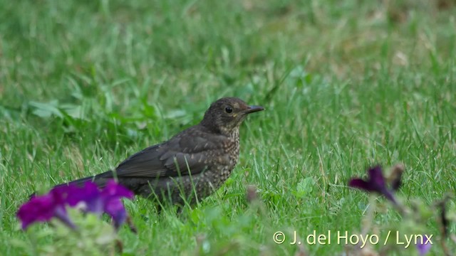 Eurasian Blackbird - ML201515581