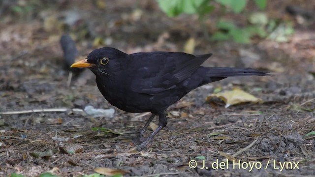 Eurasian Blackbird - ML201515601