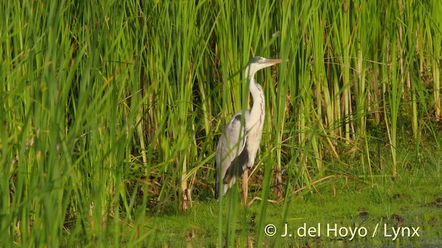 蒼鷺(cinerea/jouyi) - ML201515671