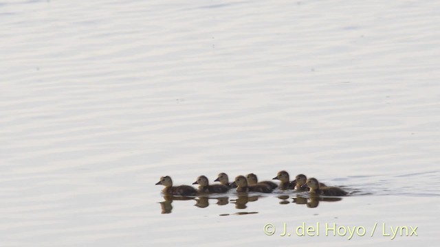 Common Pochard - ML201515681