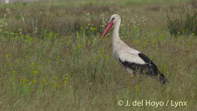White Stork - ML201515691