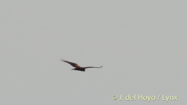 Western Marsh Harrier - ML201515701